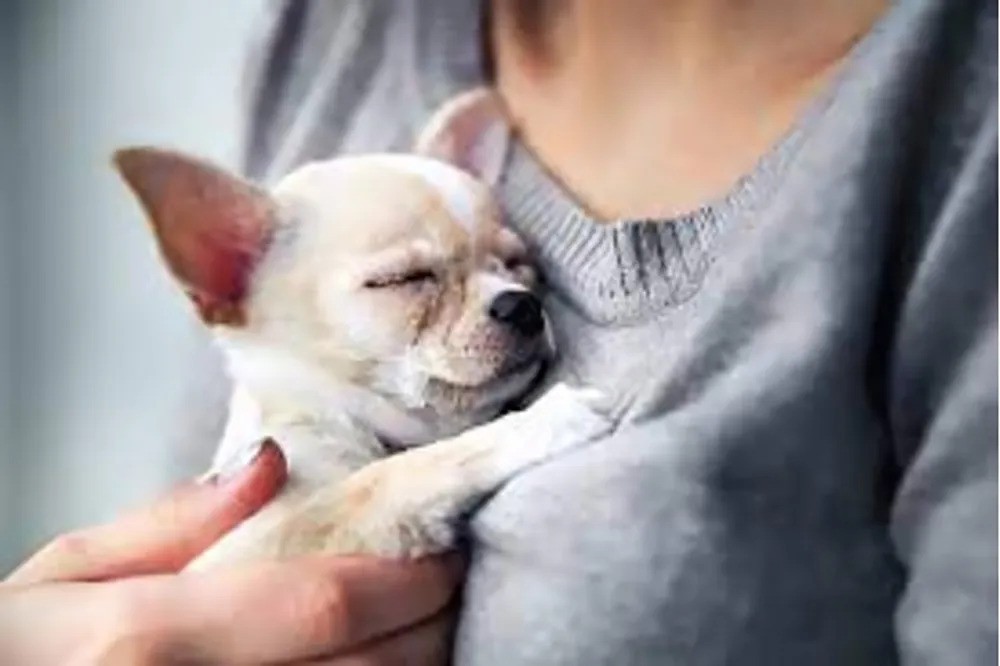 The Healing Power of Animals: How Animals Can Improve Emotional Well-Being