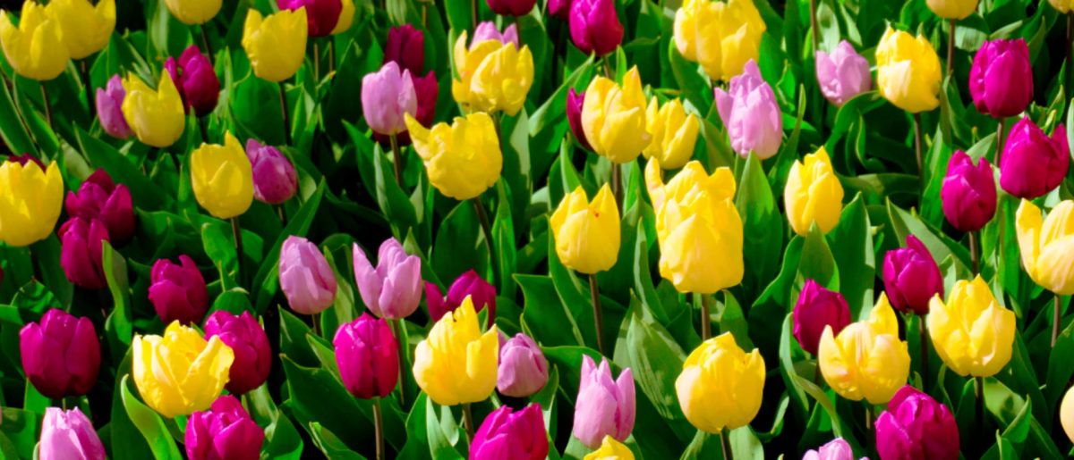 Spring Begins: Understanding the Vernal Equinox and the Start of a New Season
